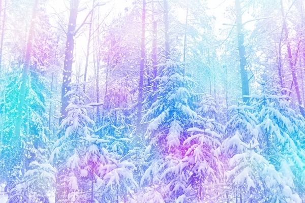 forest in the frost. Winter landscape. Snow covered trees.