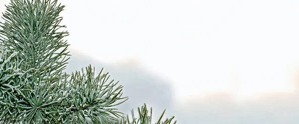 Skog i frosten. Vinterlandskap. Snötäckta träd. — Stockfoto