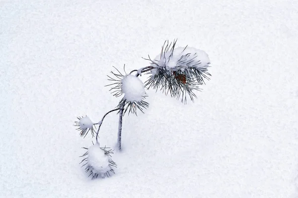 Forêt dans le gel. Paysage hivernal. Arbres couverts de neige. — Photo