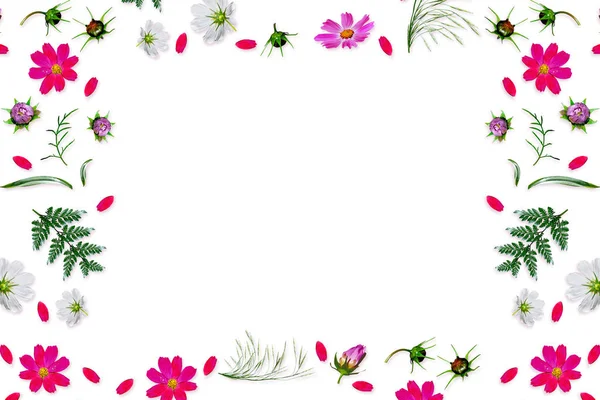 コスモスの花は、白い背景で隔離。平面図、平面レイアウト. — ストック写真