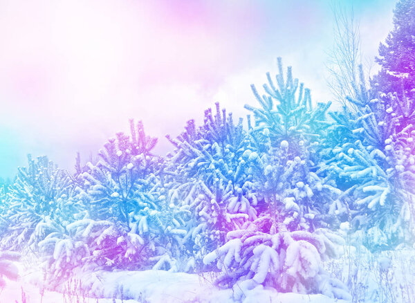 forest in the frost. Winter landscape. Snow covered trees. 