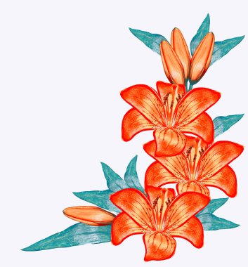 Çiçek zambağı beyaz arkaplanda izole edildi. 