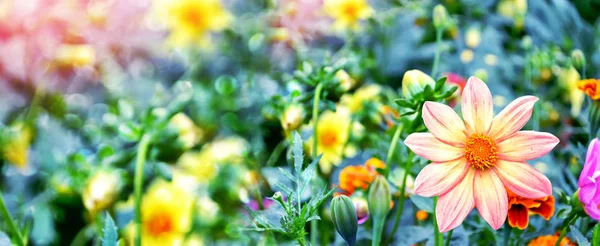 Красочные цветы георгины на фоне летнего пейзажа — стоковое фото