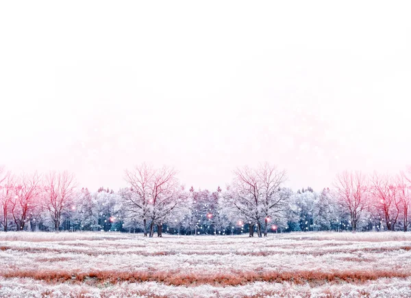 Floresta na geada. Paisagem de inverno. Neve árvores cobertas. — Fotografia de Stock