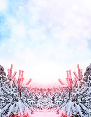  Donmuş orman. Kış manzarası. Karla kaplı ağaçlar. 