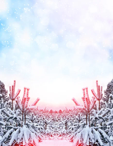 森林在霜冻中。冬季风景。覆盖着雪的树. — 图库照片