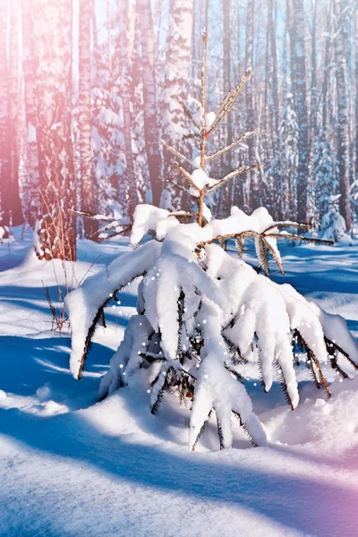 Wald im Frost. Winterlandschaft. Schneebedeckte Bäume. — Stockfoto