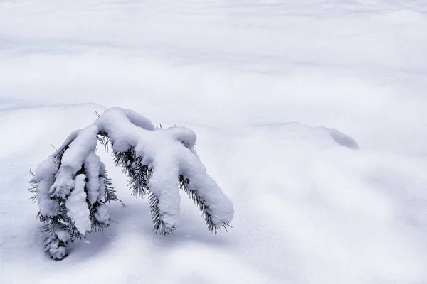 Forêt dans le gel. Paysage hivernal. Arbres couverts de neige. — Photo