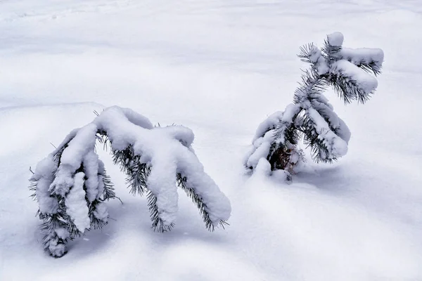 Bos in de vorst. Winterlandschap. Met sneeuw bedekte bomen. — Stockfoto