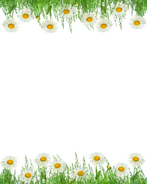 Wildblumenmargeriten. Sommerlandschaft. weiße Kamillenblüten — Stockfoto