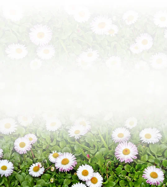 Kwiaty stokrotki. Camomiles w zielonej trawie, zbliżenie — Zdjęcie stockowe