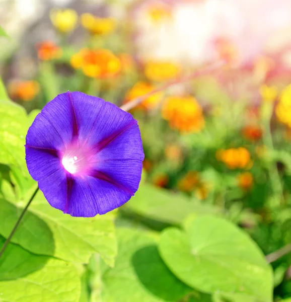 Delicate heldere bloemen morning glory op achtergrond zomer landt — Stockfoto
