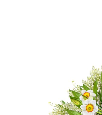 våren blommor narcissus isolerad på vit bakgrund