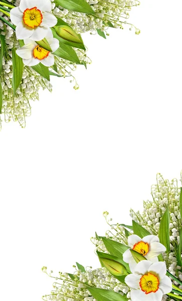 Bunga musim semi narcissus terisolasi pada latar belakang putih — Stok Foto