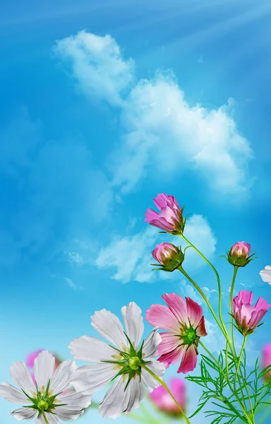 Cosmos flores sobre un fondo de cielo azul con nubes —  Fotos de Stock