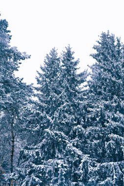 Donmuş orman. Kış manzarası. Karla kaplı ağaçlar. 