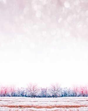  Donmuş orman. Kış manzarası. Karla kaplı ağaçlar. 