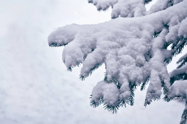 Wald im Frost. Winterlandschaft. Schneebedeckte Bäume. — Stockfoto