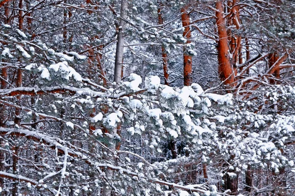 霜の中の森。冬の風景。雪に覆われた木. — ストック写真