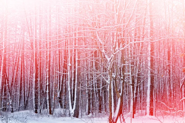 Wald im Frost. Winterlandschaft. Schneebedeckte Bäume. — Stockfoto