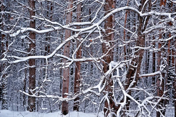 Foresta nel gelo. Paesaggio invernale. Alberi innevati. — Foto Stock