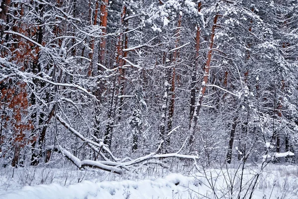 Foresta nel gelo. Paesaggio invernale. Alberi innevati. — Foto Stock