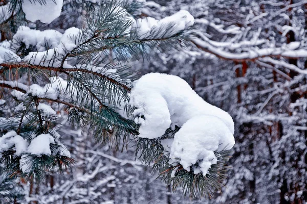 霜の中の森。冬の風景。雪に覆われた木. — ストック写真