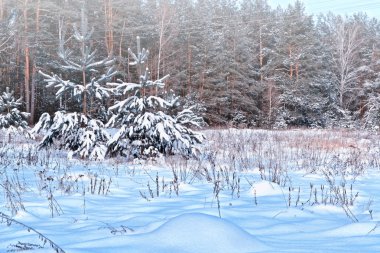  Donmuş orman. Kış manzarası. Karla kaplı ağaçlar. 