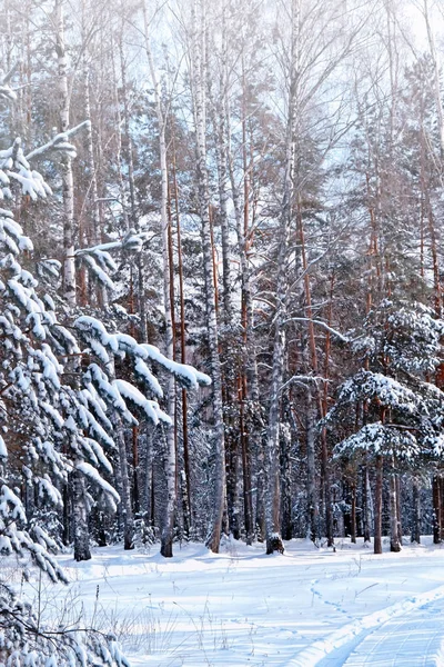 Las w mrozie. Zimowy krajobraz. Drzewa pokryte śniegiem. — Zdjęcie stockowe