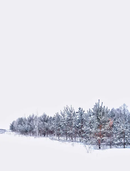 forest in the frost. Winter landscape. Snow covered trees.