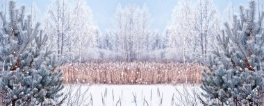  Donmuş orman. Kış manzarası. Karla kaplı ağaçlar. 