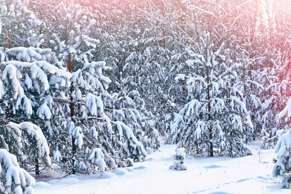 Wald im Frost. Winterlandschaft. Schneebedeckte Bäume. — Stockfoto