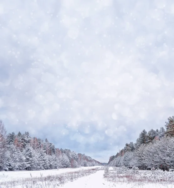 森林在霜冻中。冬季风景。覆盖着雪的树. — 图库照片