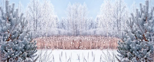 Bos in de vorst. Winterlandschap. Met sneeuw bedekte bomen. — Stockfoto