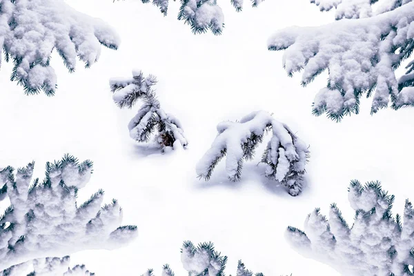 Bos in de vorst. Winterlandschap. Met sneeuw bedekte bomen. — Stockfoto