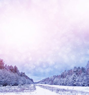  Donmuş orman. Kış manzarası. Karla kaplı ağaçlar. 