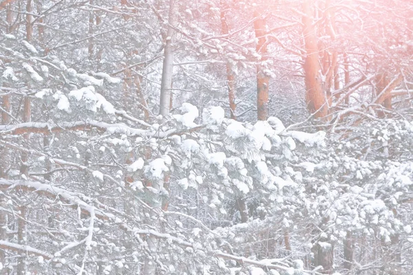  Donmuş orman. Kış manzarası. Karla kaplı ağaçlar. 