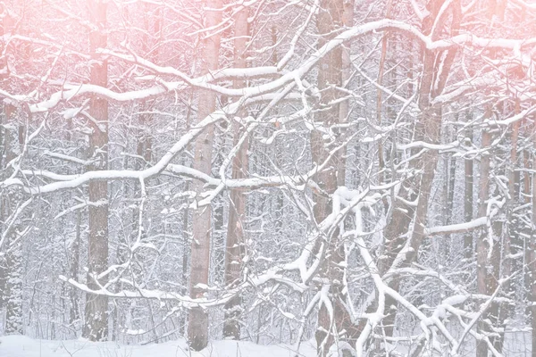 Les v mrazu. Zimní krajina. Zasněžené stromy. — Stock fotografie