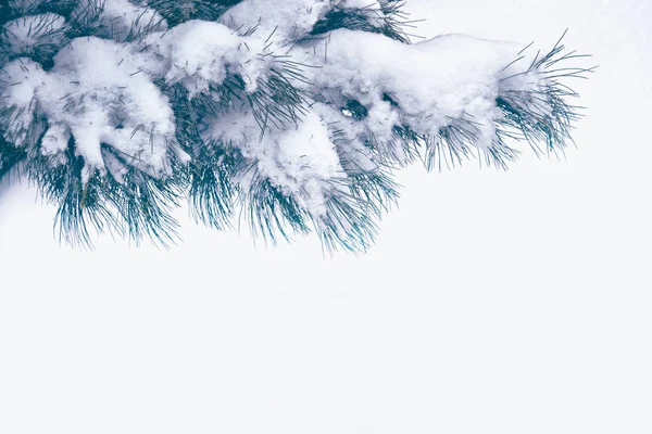 Bosque en la helada. Paisaje invernal. Árboles cubiertos de nieve. —  Fotos de Stock