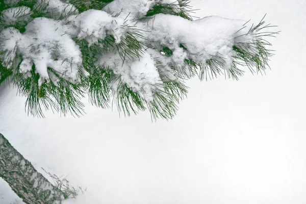 Bos in de vorst. Winterlandschap. Met sneeuw bedekte bomen. — Stockfoto