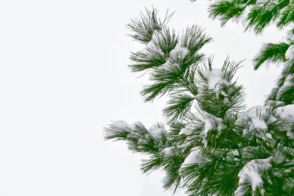 Forêt dans le gel. Paysage hivernal. Arbres couverts de neige. — Photo