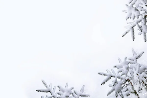 Bosque en la helada. Paisaje invernal. Árboles cubiertos de nieve. — Foto de Stock