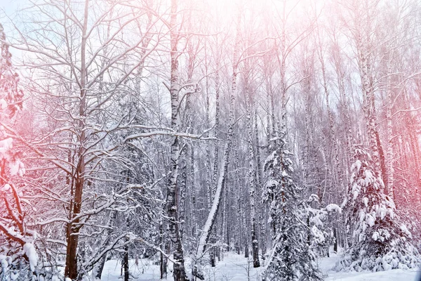 forest in the frost. Winter landscape. Snow covered trees.