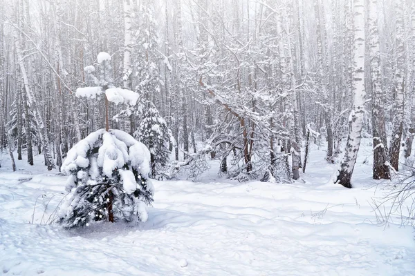 Erdő a fagyban. Téli táj. Hóval borított fák. — Stock Fotó