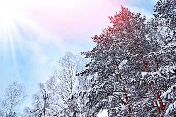 Foresta nel gelo. Paesaggio invernale. Alberi innevati. — Foto Stock