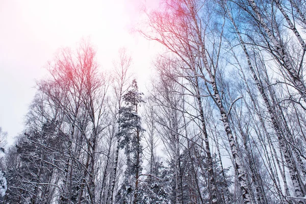 Bosque en la helada. Paisaje invernal. Árboles cubiertos de nieve. —  Fotos de Stock