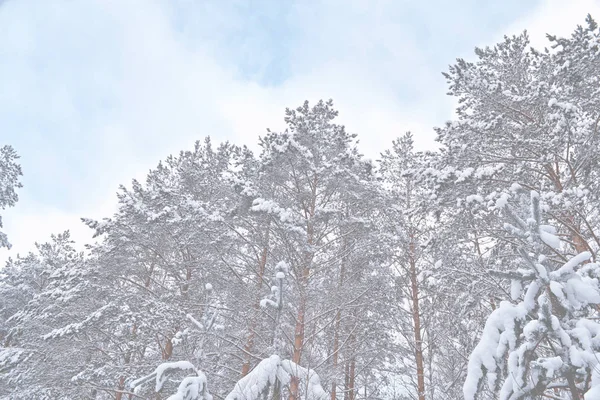 Skog i frosten. Vinterlandskap. Snötäckta träd. — Stockfoto