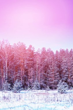 Donmuş orman. Kış manzarası. Karla kaplı ağaçlar. 