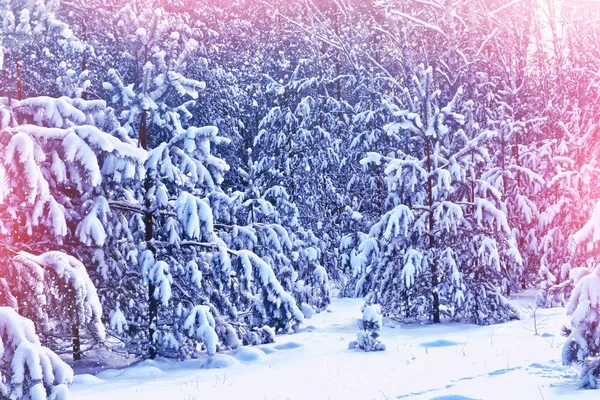 Forêt dans le gel. Paysage hivernal. Arbres couverts de neige. — Photo