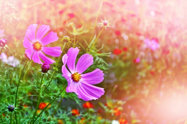 Farbenfrohe Kosmos-Blumen vor dem Hintergrund der Sommerlandschaft. — Stockfoto